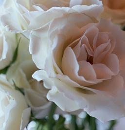 Galeria de fotos de l'Hotel Coma Bella